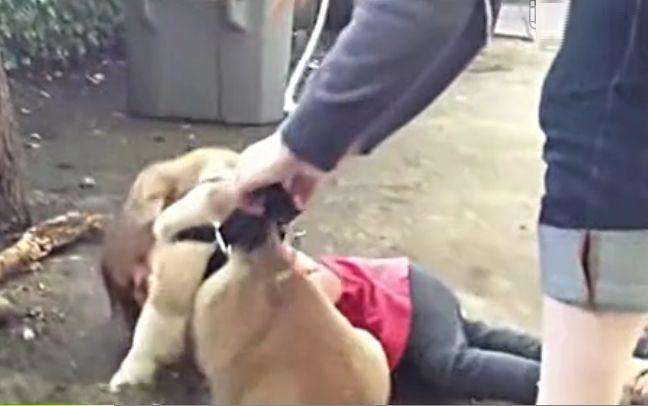 小女孩留家中与狗狗玩, 单亲父亲推开门一看, 直接要了狗的命!