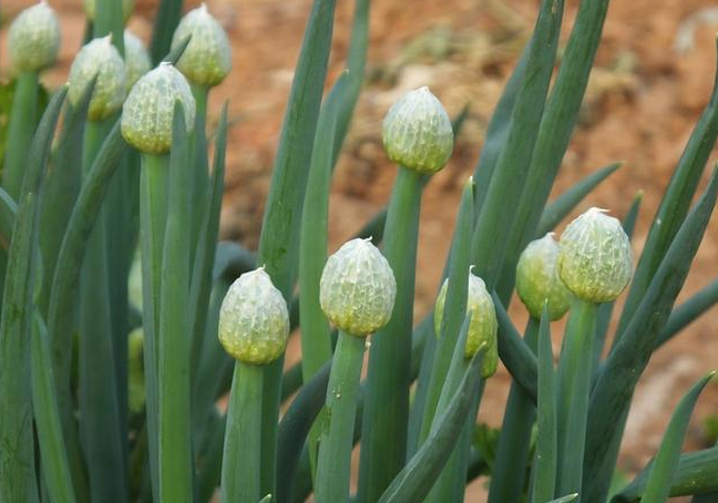 农村说娘娘葱,独头蒜,仰头女,低头汉是四大毒