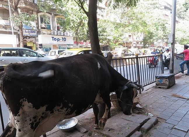 奇怪，印度人為什麼不吃牛肉？