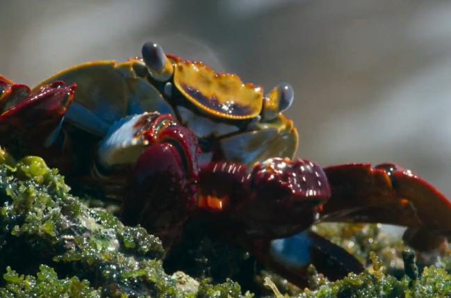 巴西红石蟹,陆地上健步如飞,跳跃