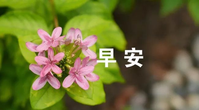 早上好问候语 微信早安祝福温馨语录