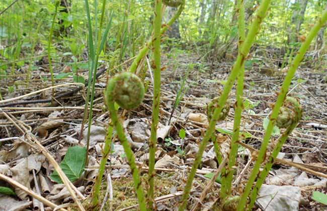 这野菜的样子像一个握紧了的拳头农民们管它叫做猴腿菜