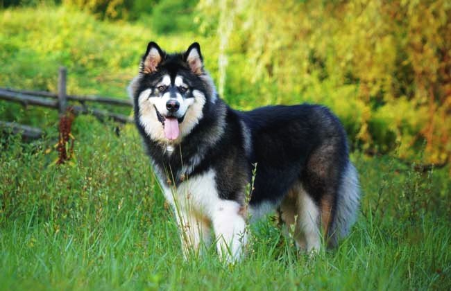 阿拉斯加犬图片