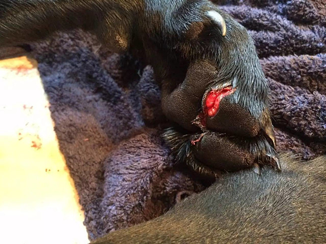 男子回家看到地板满是血,细心一看被吓傻了!