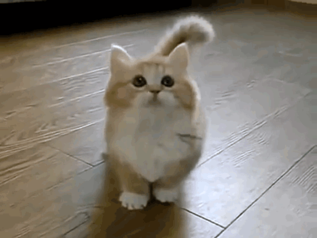 萌萌哒傻猫