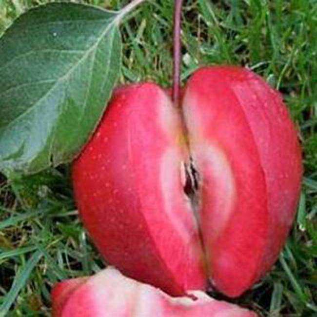 被誉为红色之爱-红肉苹果,见过吗?红肉苹果多