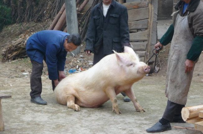 快过春节了,农村又到了杀猪的季节
