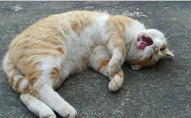 昨晚喝多了的壮壮橘猫趴坐垫晒日光浴!网友晕:愿意被它压