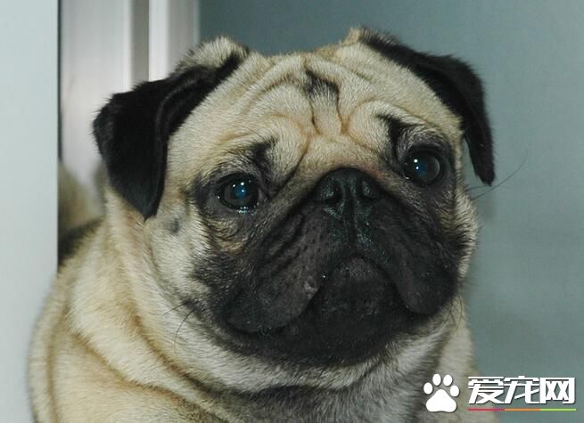 巴哥犬皮肤病用什么药