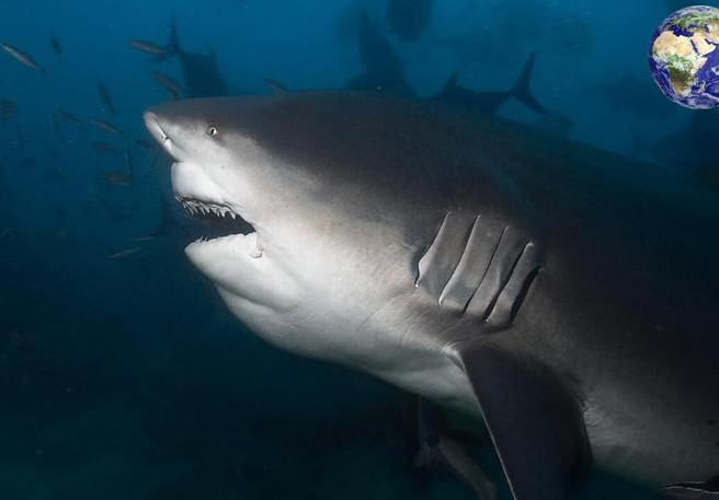 所以牛鲨可以进入淡水水域活动,但是大部分时间还是呆在海里.