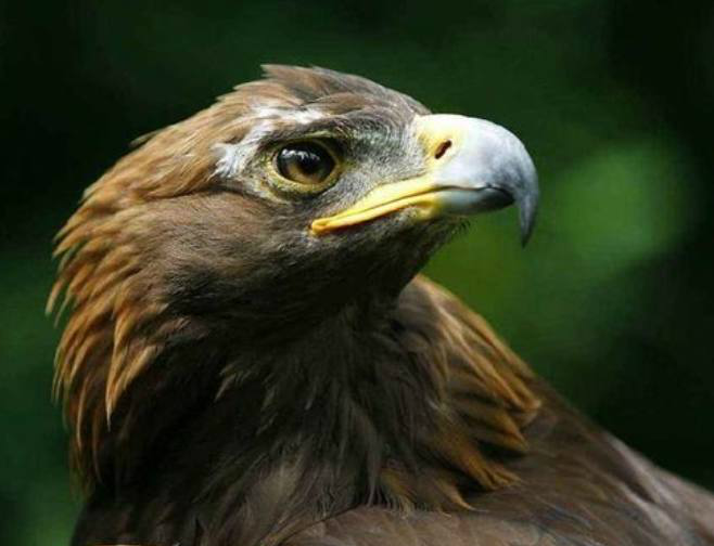 全球最珍稀的八种动物,大熊猫垫底,最后那种在美国不