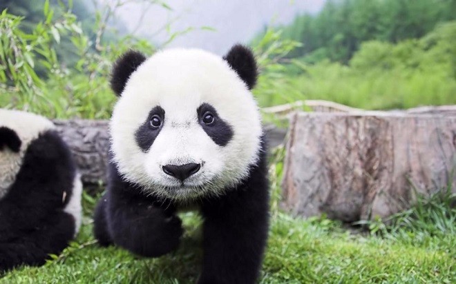 都说熊猫厉害,别傻了真实的它可能连小型老虎都打不过!