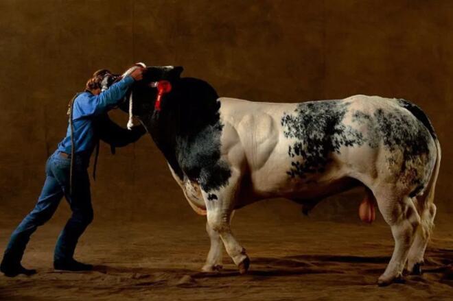 牛界第一健美冠军, 浑身都是腱子肉, 成欧洲顶级