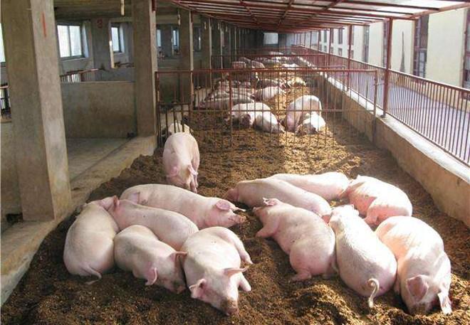 在农村想办个养猪场, 大概饲养500头猪, 准备1
