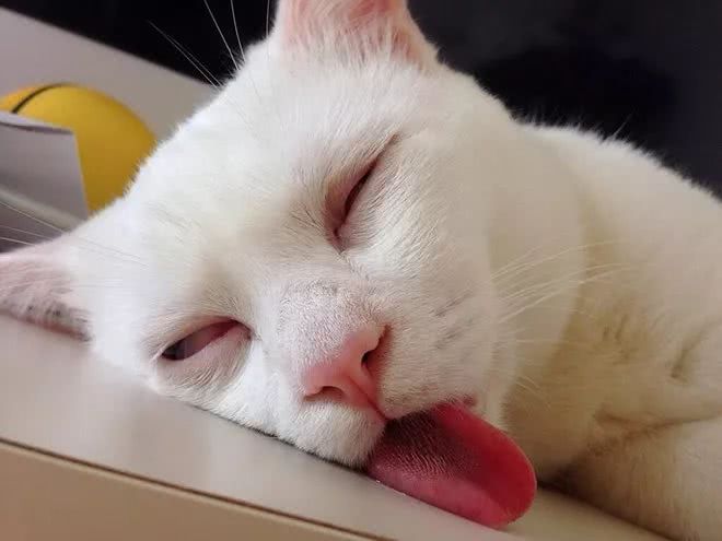 睡得舌头都伸出来了,这是睡得有多香啊!