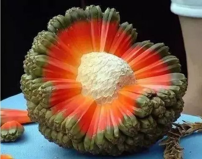 世界上最贵的水果,你见过几种呢?