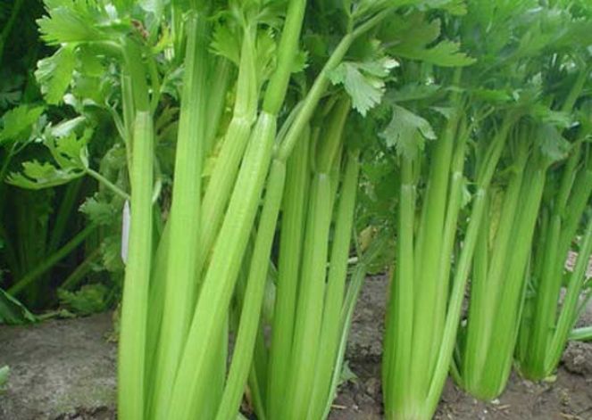 世界十大健康蔬菜排行榜!你会想到第一名是它