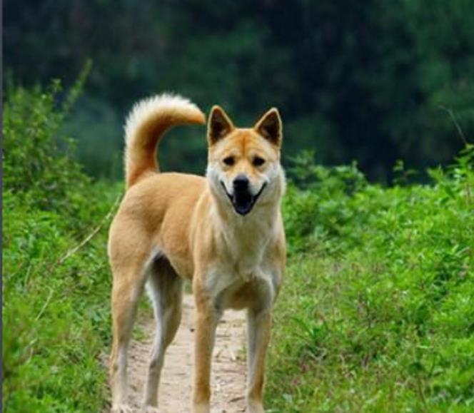 中国5种本土原产的宠物, 第3种正在濒临消失