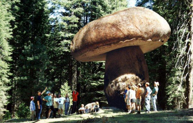 美国俄勒冈州的世界最大蘑菇?