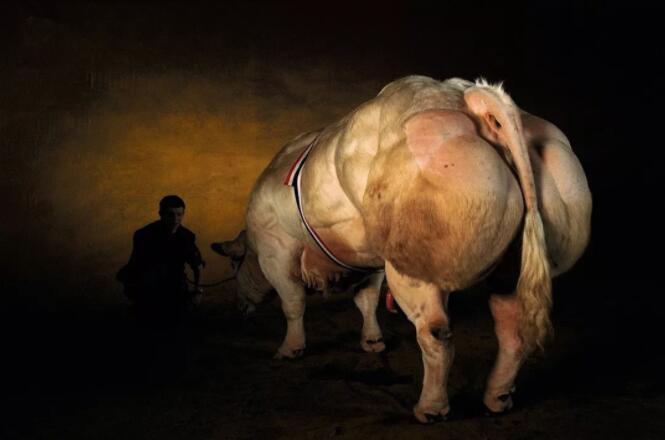 牛界第一健美冠军, 浑身都是腱子肉, 成欧洲顶级