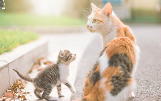 猫妈妈和它的宝宝,教你学步教你成长,难得的是长大还能一起走