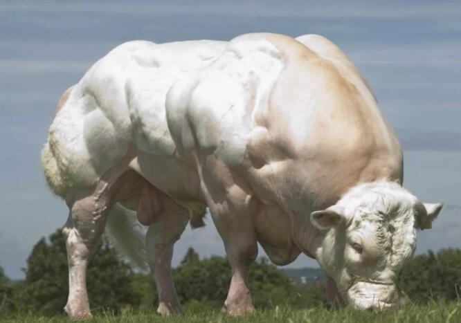 牛界第一健美冠军, 浑身都是腱子肉, 成欧洲顶级