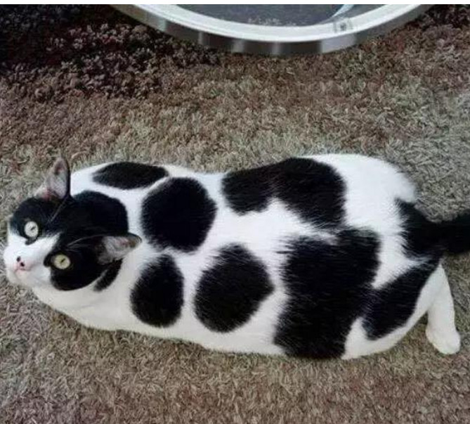网友养了一只奶牛猫,但是一段时间后,网友以为自己养的是橘猫