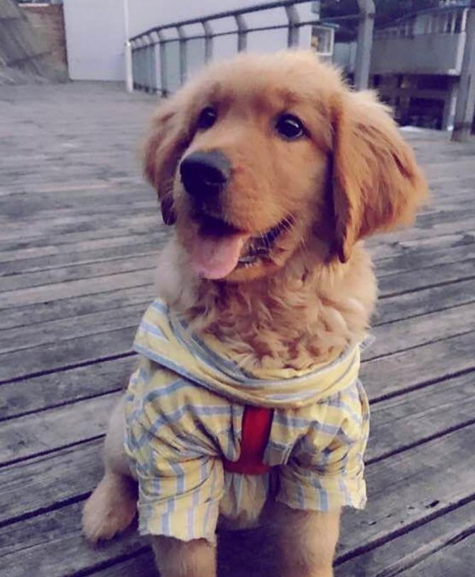 和女朋友分手后, 金毛经常看着外面发呆, 真相让