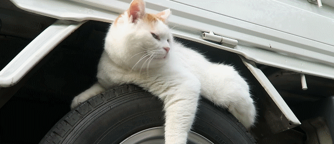 当猫叔独自一人时也超级可爱,它喜欢发呆,喜欢眯着眼看风景,当然也会