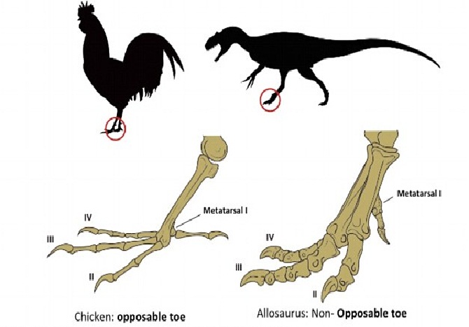 鸡才是最接近恐龙的动物,智利要让鸡再现恐龙