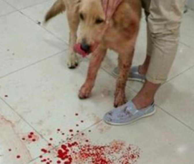 狗狗偷吃后吐了一地血,主人害怕送去医院,医生的话让主人心疼!
