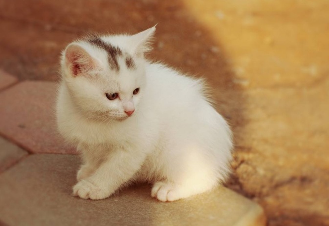 猫咪的记忆能维持多久?也许比我们想象的更久