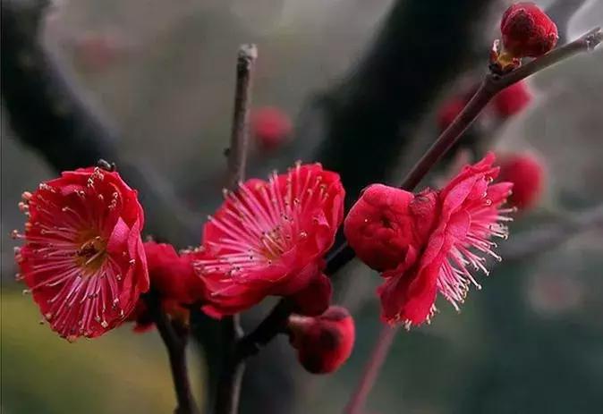 梅花种类大赏析——你不知道的梅花