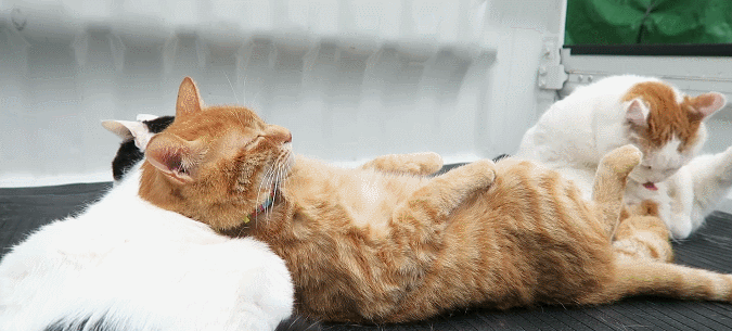 怎么才舒服,猫咪最在行