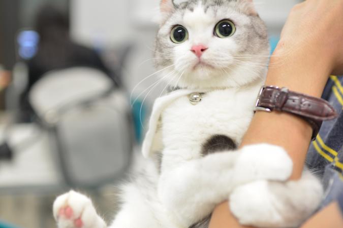 人与猫分享疾病!太吓人了!