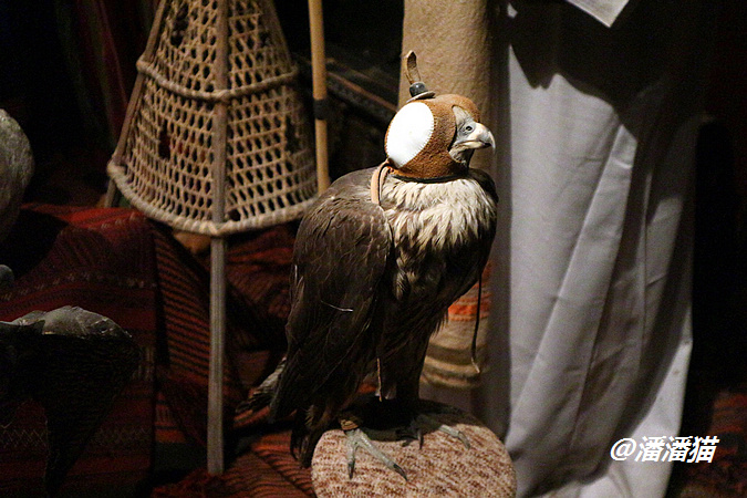 阿联酋7个酋长国全景游 | 迪拜·这里没有什么