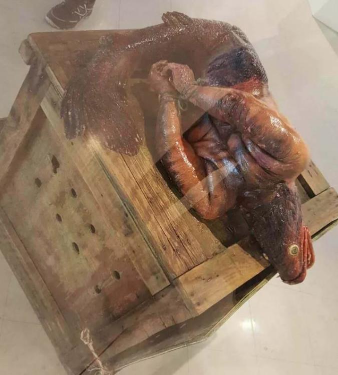 最近这个怪物视频疯传, 而美人鱼是否真的存在