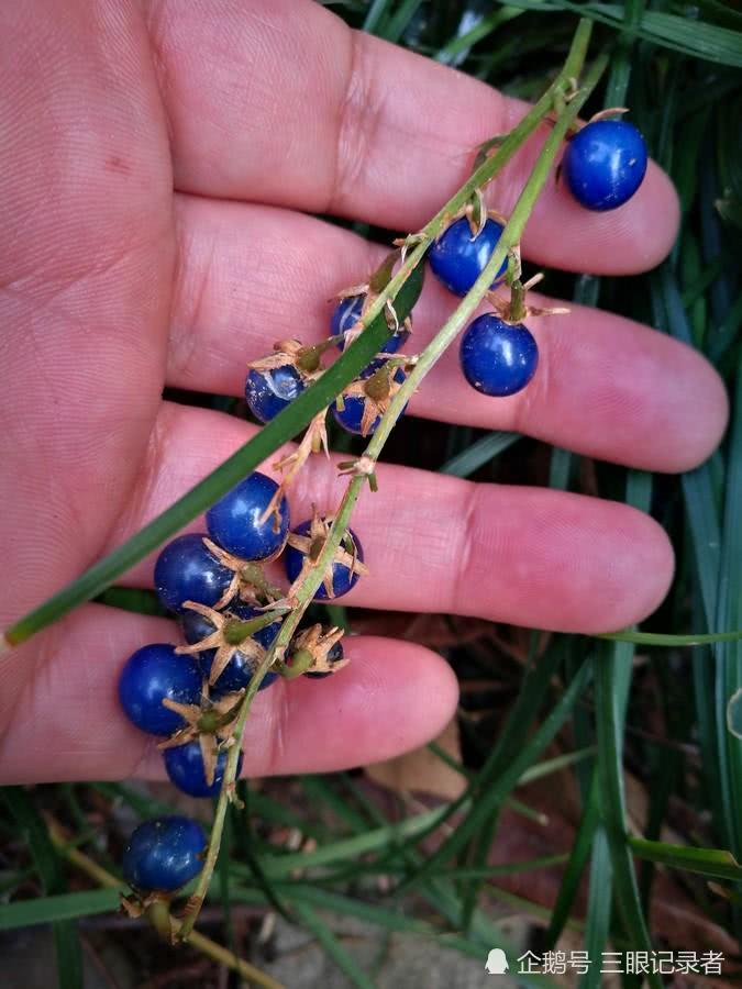 似兰花的草结蓝色的果实十分漂亮，其小块根是中药，您可认识