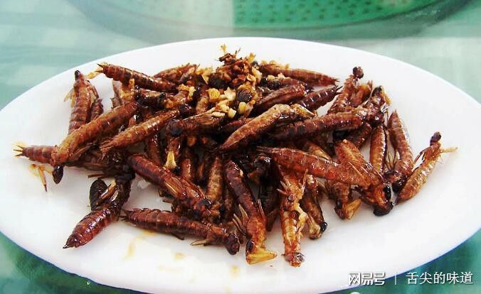 蜻蜓现在都去哪儿了?看完这些才知道,原因让人愤怒