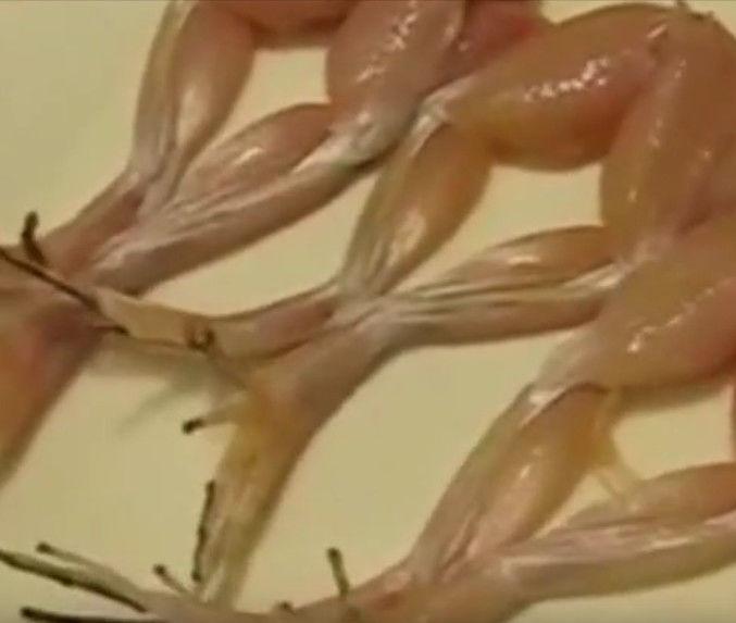 男子腌制青蛙腿时遇到疑似"复活"场面, 细看后屏住