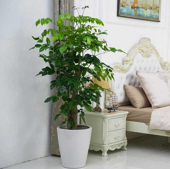 这10种大型室内植物, 摆在家里和办公室最好不