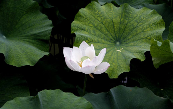 莲花象征什么样的品质，和荷花有什么不同