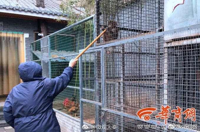 西安一女士外出吃火锅 不料却被饭店内猴子抓伤