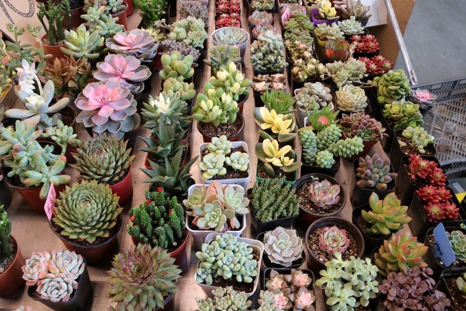 遇见春城昆明, 邂逅七夕最美相遇!