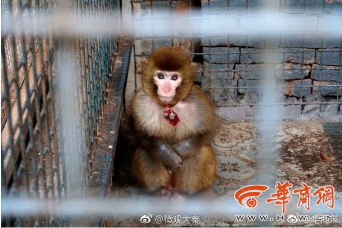 西安一女士外出吃火锅 不料却被饭店内猴子抓伤