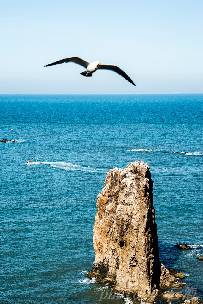 威海,荣成,海驴岛,海鸥