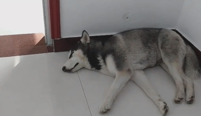 二哈被用零食砸醒,醒后一脸懵逼,表情能秒杀主人!