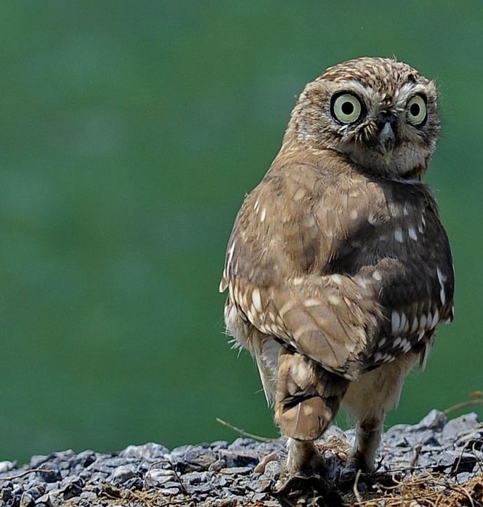 3层眼睑柱状眼珠不会转动视力却极好,它是您不