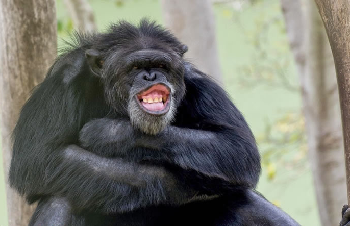 搞笑趣图:长颈鹿幽默,看来吐舌头也是动物界通用的啊!