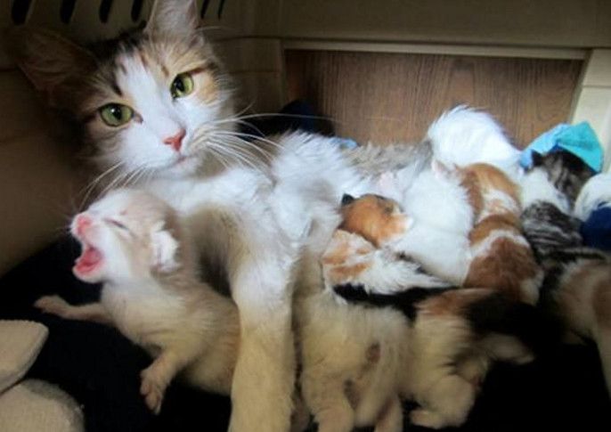 流浪猫妈妈一口气照顾自己的孩子 好心人一直在他们旁边
